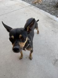 Reunited Female Dog last seen Avalon Park Neighborhood, Albuquerque, NM 87121