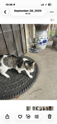 Lost Male Cat last seen Behind adult school, Roseville, CA 95678