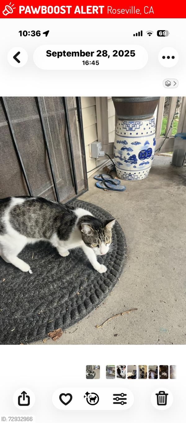 Lost Male Cat last seen Behind adult school, Roseville, CA 95678