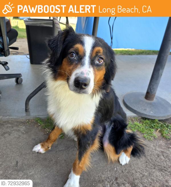 Found/Stray Male Dog last seen Near N Bellflower Blvd, Long Beach, CA, 90815, USA, Long Beach, CA 90815
