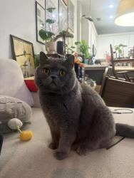 Reunited Male Cat last seen n howe & Crosby, Chicago, IL 60610