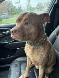 Found/Stray Female Dog last seen Knocksbridge and Ravenhill rd, Forney, TX 75126