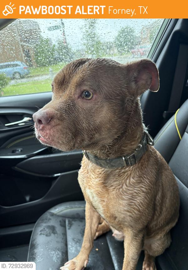 Found/Stray Female Dog last seen Knocksbridge and Ravenhill rd, Forney, TX 75126