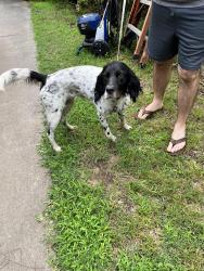 Reunited Female Dog last seen Airport Rd , Weatherford, TX 76087