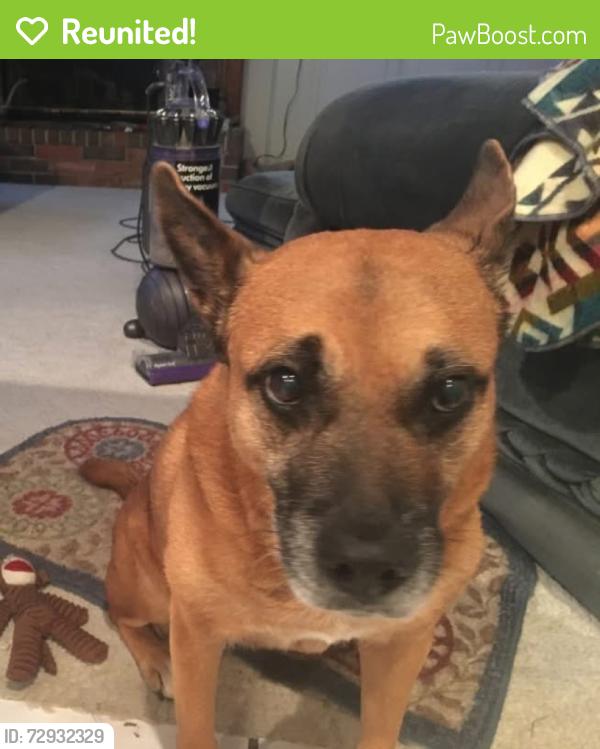 Reunited Female Dog last seen Bordeaux Dr. & Candide Ln. Vistas, McKinney, TX 75070