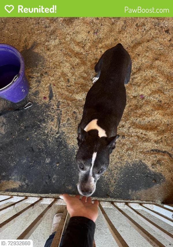 Reunited Unknown Dog last seen Racetrack/es , Henderson, NV 89015