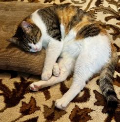 Lost Female Cat last seen Glenn Canyon, Round Rock, TX 78681