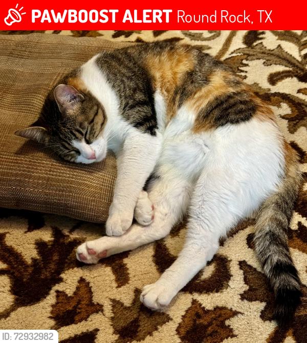 Lost Female Cat last seen Glenn Canyon, Round Rock, TX 78681