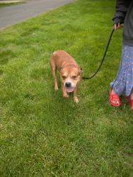 Reunited Male Dog last seen Tallmadge Road Lor-Ron Avenue Kent Ohio , Brimfield, OH 44240
