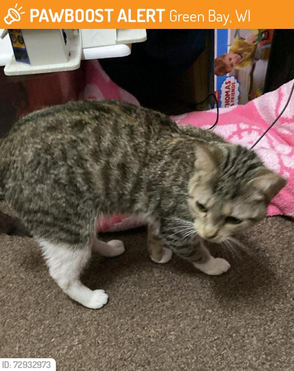 Found/Stray Unknown Cat last seen Frank B Seymour Park, Green Bay, WI 54303