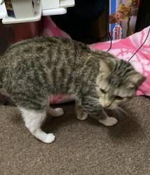 Found/Stray Unknown Cat last seen Frank B Seymour Park, Green Bay, WI 54303