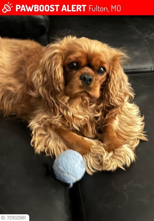 Lost Female Dog last seen Sy and 334, Fulton, MO 65251