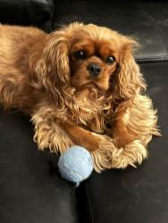 Lost Female Dog last seen Sy and 334, Fulton, MO 65251