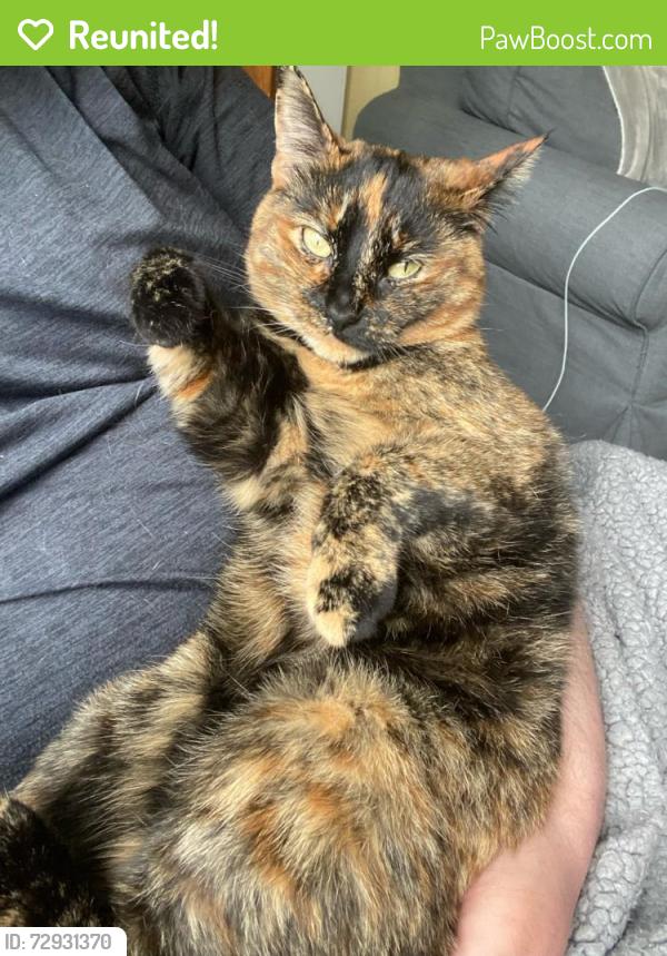 Reunited Female Cat last seen Laurel and 19th, Vancouver, BC V5Z