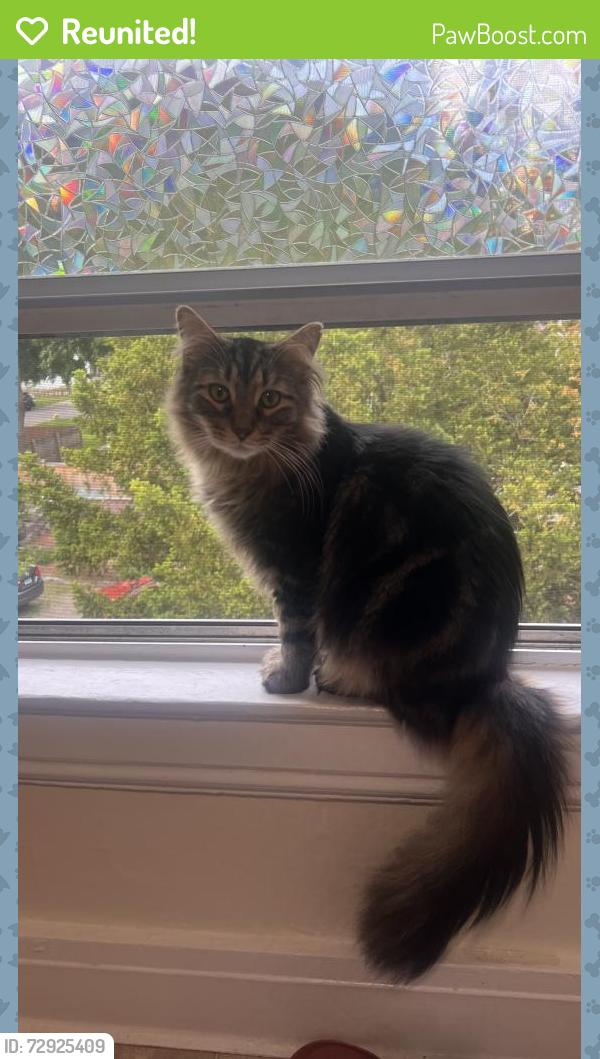 Reunited Male Cat last seen Deli across the street , Greenwich, CT 06831