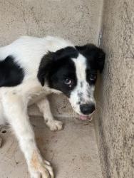 Shelter Stray Unknown Dog last seen Near BLOCK JERICHO, SPENCER OK 73084, Oklahoma City, OK 73129
