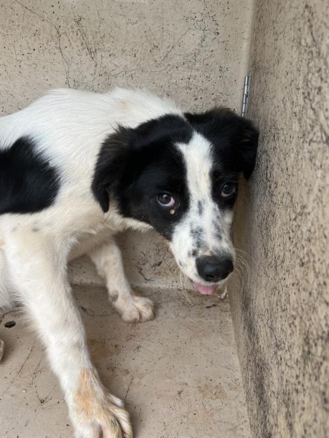 Shelter Stray Unknown Dog last seen Near BLOCK JERICHO, SPENCER OK 73084, Oklahoma City, OK 73129