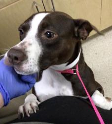 Shelter Stray Female Dog last seen VALLEY VIEW DR/ W LATHAM AVE, HEMET CA 92543, Jurupa Valley, CA 92509
