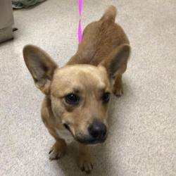 Shelter Stray Male Dog last seen BURNS ST, PERRIS, CA, Jurupa Valley, CA 92509