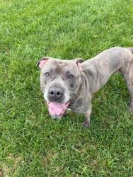 Shelter Stray Male Dog last seen Near , Indianapolis, IN 46221