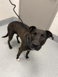 Shelter Stray Male Dog last seen OUT OF JURIS, Indianapolis, IN 46221