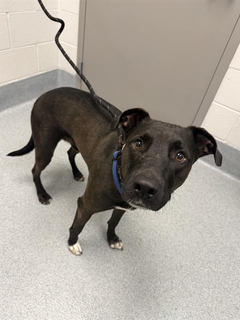 Shelter Stray Male Dog last seen OUT OF JURIS, Indianapolis, IN 46221