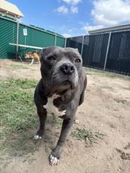 Shelter Stray Female Dog last seen Near BLOCK N CACTUS AVE, San Bernardino, CA 92401