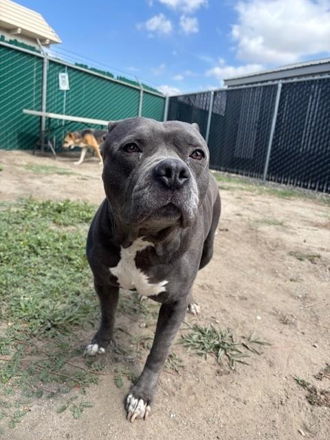 Shelter Stray Female Dog last seen Near BLOCK N CACTUS AVE, San Bernardino, CA 92401