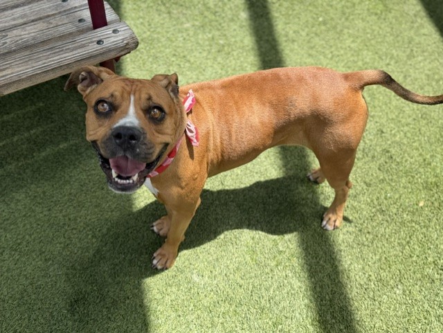 Shelter Stray Female Dog last seen LAS - 3599 NW 79 AVE, Doral, FL 33122