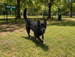 Shelter Stray Male Dog last seen Near BLOCK SW 246TH ST, Doral, FL 33122