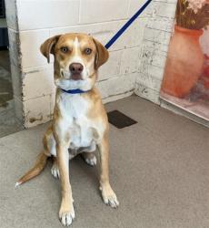 Shelter Stray Male Dog last seen JUNIPER AND PAINE, San Bernardino, CA 92401