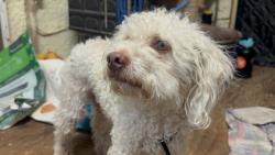 Found/Stray Male Dog last seen CR 103 and HWY 21, Paige, TX 78659