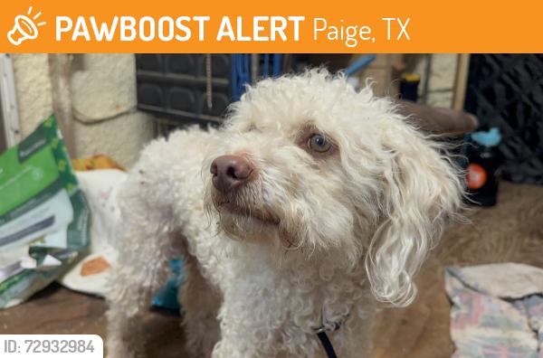 Found/Stray Male Dog last seen CR 103 and HWY 21, Paige, TX 78659