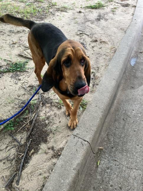Shelter Stray Male Dog last seen Near BLOCK E EASTWOOD ST, WICHITA KS 67218, Wichita, KS 67219