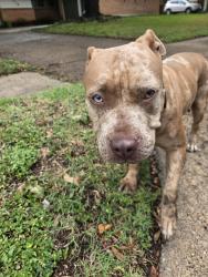 Reunited Female Dog last seen Near Lexington Lane, Richardson, Texas, Richardson, TX 75080