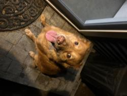 Shelter Stray Male Dog last seen Near BLOCK NEWPORT WAY NW, ISSAQUAH WA 98027, Kent, WA 98032