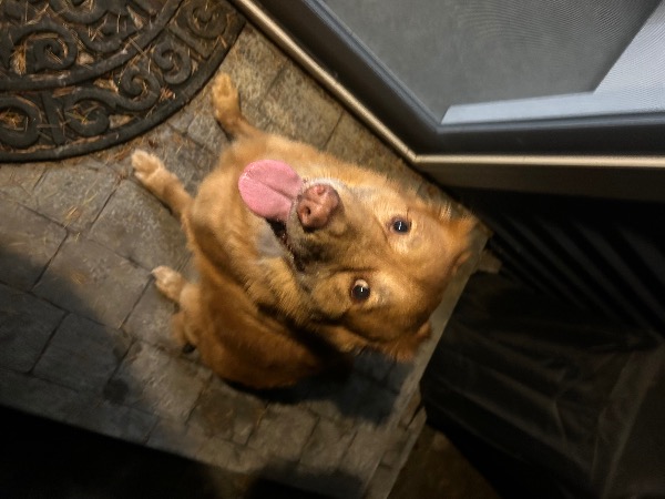 Shelter Stray Male Dog last seen Near BLOCK NEWPORT WAY NW, ISSAQUAH WA 98027, Kent, WA 98032