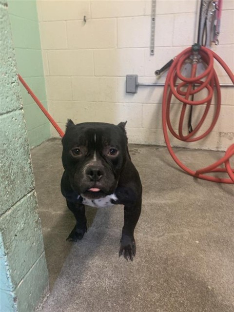 Shelter Stray Male Dog last seen JEFFERSON AVE & ADAMS LN, Sacramento, CA 95818
