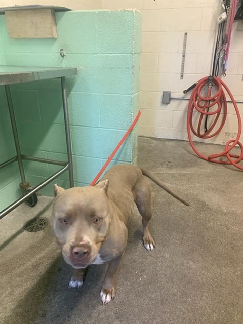Shelter Stray Female Dog last seen JEFFERSON AVE & ADAMS LN, Sacramento, CA 95818