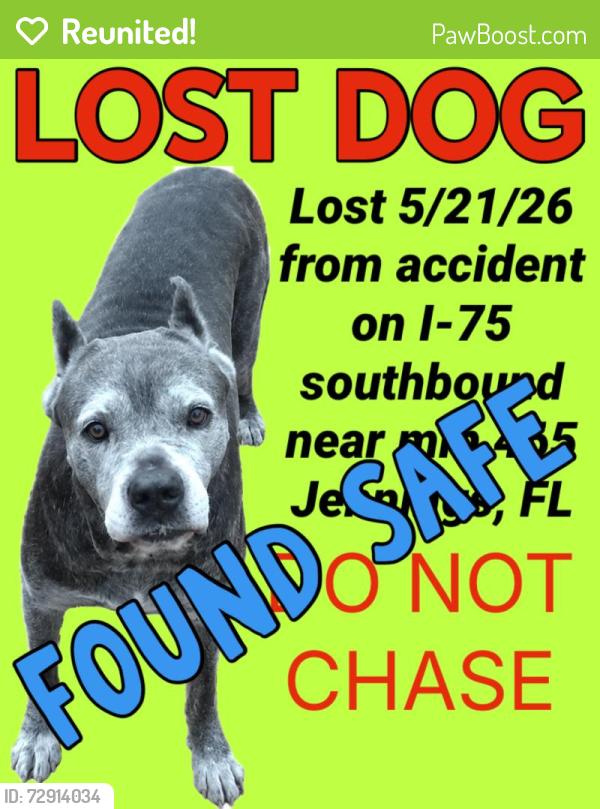 Reunited Female Dog last seen Mile marker 465 on I-75 southbound near Jennings FL - a few miles south of the FL/GA line, Jennings, FL 32053