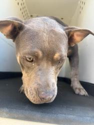 Shelter Stray Female Dog last seen Near BLK S WILLIAMS ST, BAKERSFIELD CA, Bakersfield, CA 93307