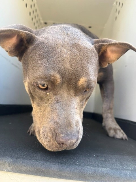 Shelter Stray Female Dog last seen Near BLK S WILLIAMS ST, BAKERSFIELD CA, Bakersfield, CA 93307