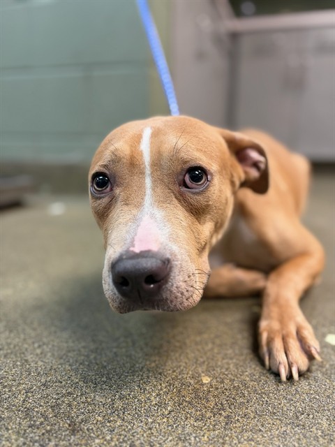 Shelter Stray Female Dog last seen Near BLOCK GRIBBIN CT, Jacksonville, FL 32204