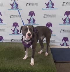 Shelter Stray Female Dog last seen , Orlando, FL 32839