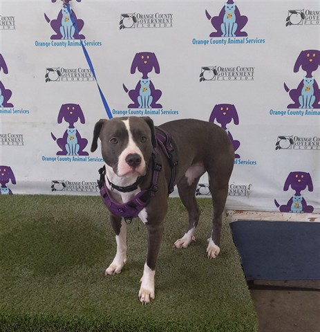 Shelter Stray Female Dog last seen , 2769 Conroy Rd, Orlando, FL 32839, USA
