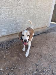 Reunited Male Dog last seen 99th and broadway , Tolleson, AZ 85353