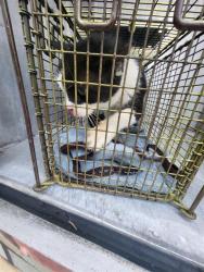 Shelter Stray Male Cat last seen S SAN FERNANDO, San Antonio, TX 78227