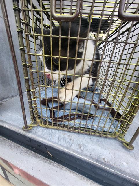 Shelter Stray Male Cat last seen S SAN FERNANDO, San Antonio, TX 78227