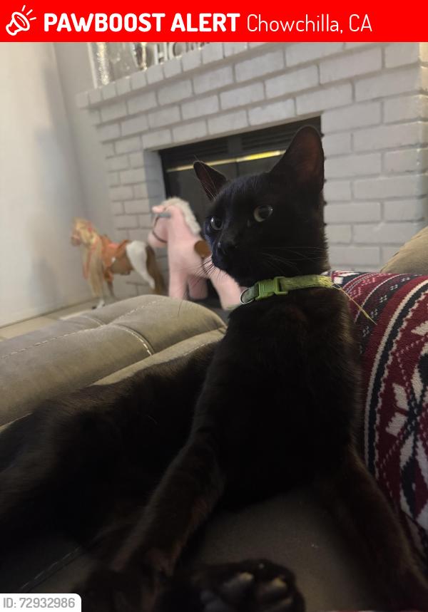 Lost Male Cat last seen Madison ,harrison ct , Jefferson , Chowchilla, CA 93610