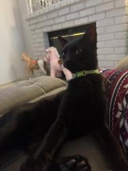 Lost Male Cat last seen Madison ,harrison ct , Jefferson , Chowchilla, CA 93610